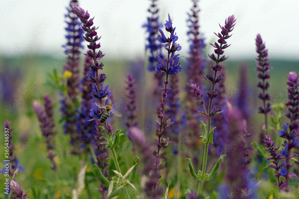 Fototapeta premium Bee collects nectar from wild flowers