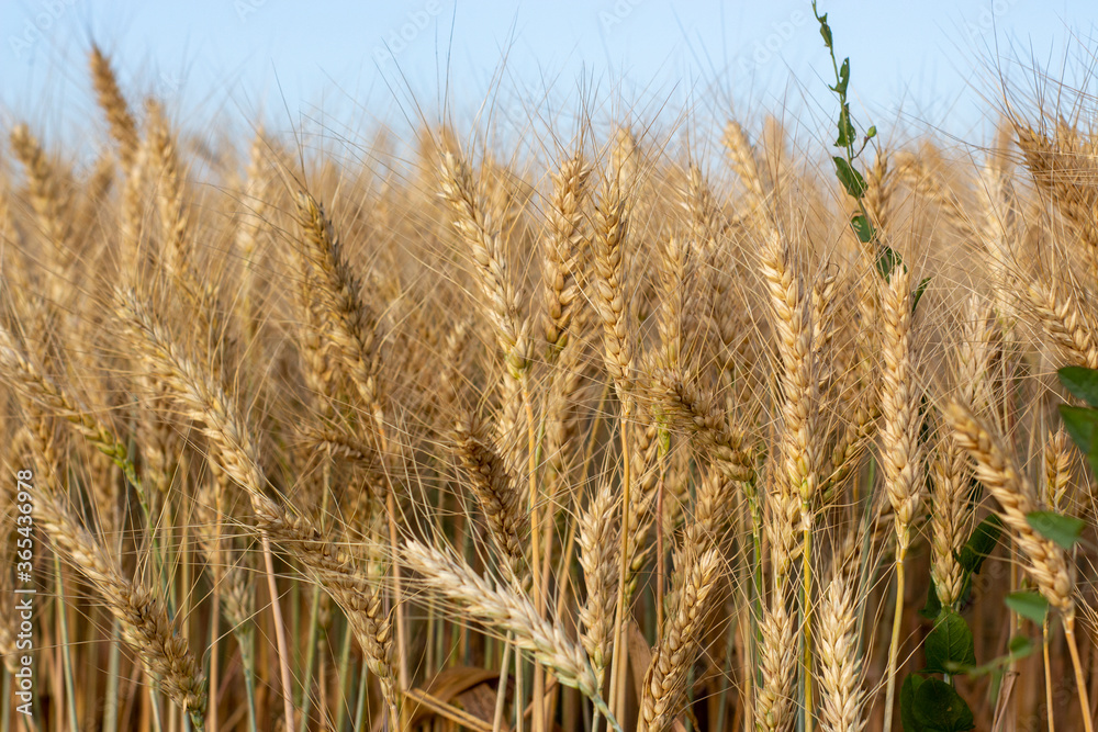 gold ears of wheat under sky. soft focus on field gold ears of wheat under sky. soft focus on field