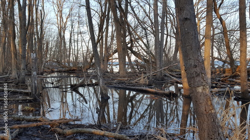 mirror reflection of trees in river