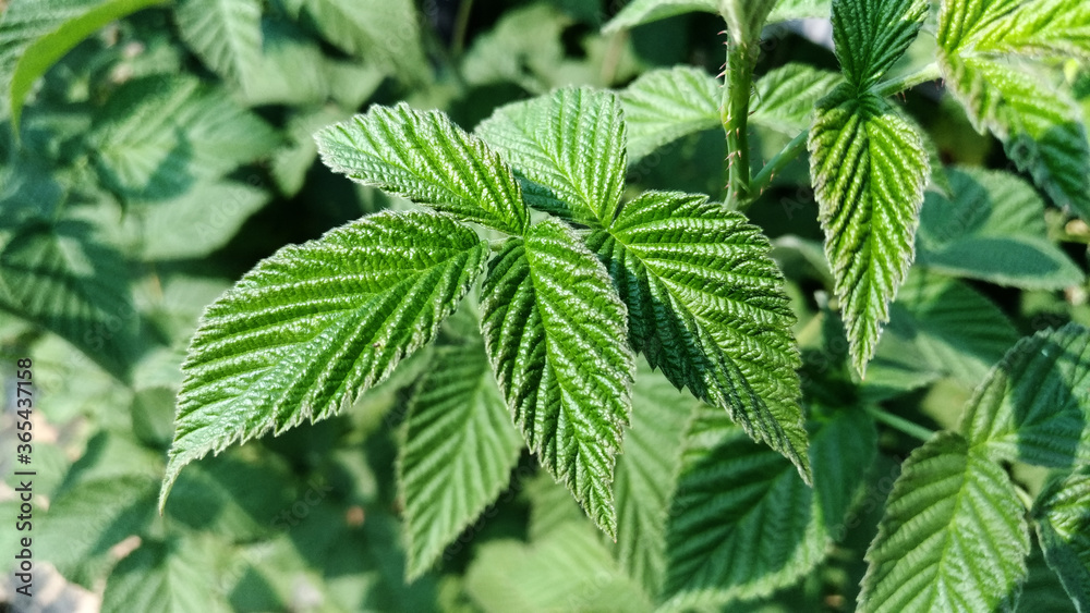 beautiful raspberry leaf for brewing tea beautiful raspberry leaf for brewing tea