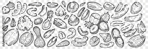 Hand drawn nuts doodle set