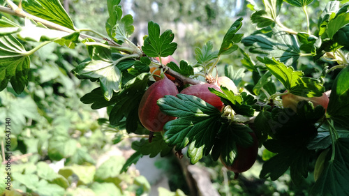 ripe red gooseberries on a branch