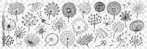 Hand drawn dandelion doodle set.