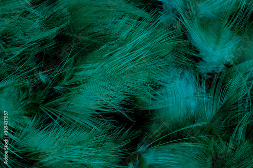 Beautiful dark green feather texture pattern background