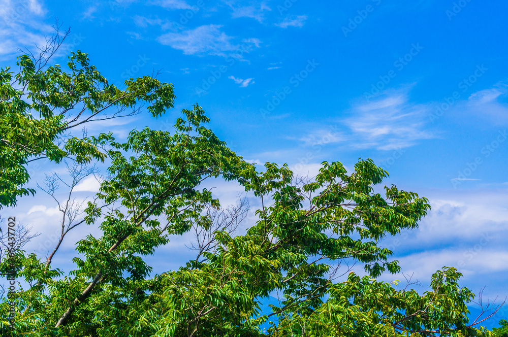 Obraz premium 夏の空のイメージ