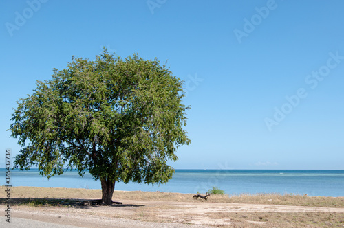 lonely tree on the beach  Hera TImor Leste