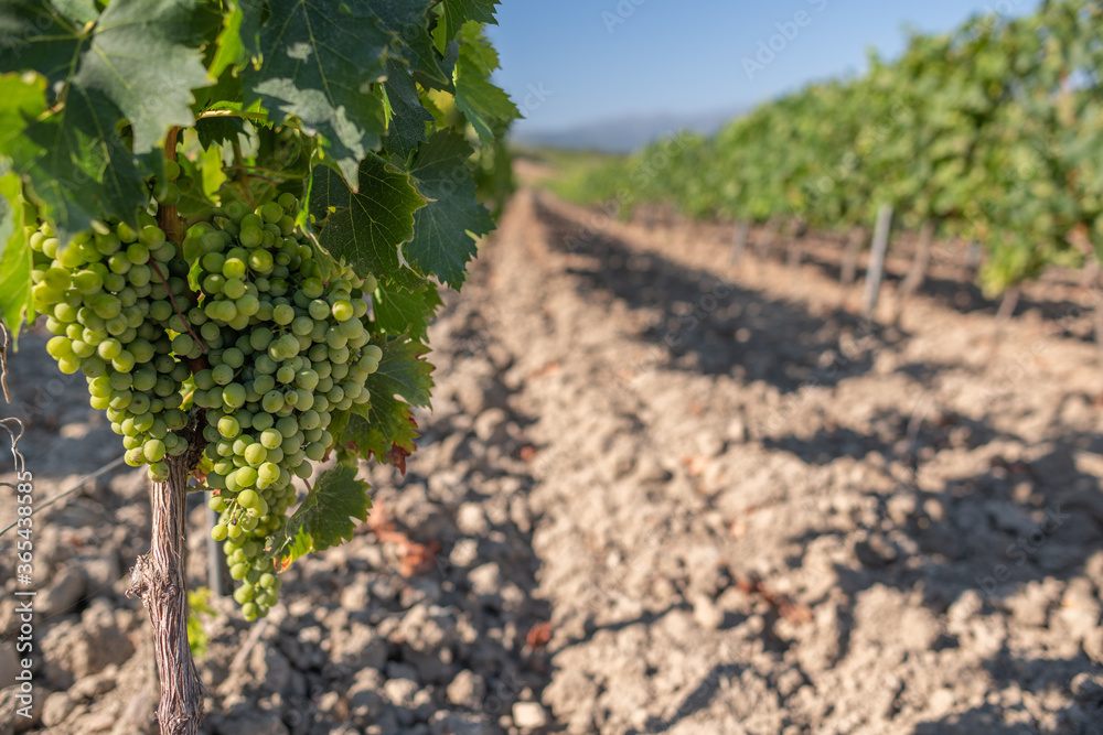 Grapes starting to ripen, on plants in the vineyards of Patrimonio. Famous wine producing area in the north of Corsica. Grapes starting to ripen, on plants in the vineyards of Patrimonio. Famous wine producing area in the north of Corsica.