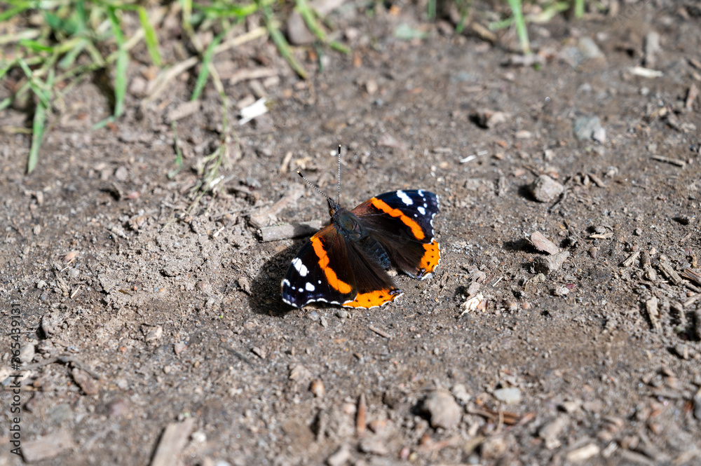 A black and orange butterfly landed on the ground in the sunlight A black and orange butterfly landed on the ground in the sunlight