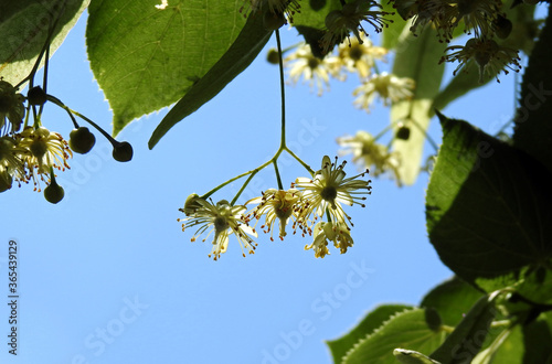 kwiaty rosliny drzewa o nazwie lipa w miescie mlawa na  mazowszu w polsce lipiec 2020