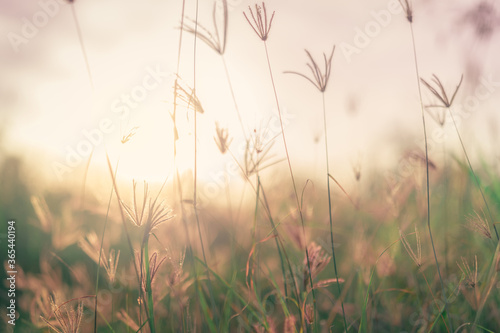 Grass flower field in the morning. Closeup brown grass flower with blurred green leaves bokeh background. Grass field in the forest with sunlight. Summer time in countryside. Dreamy background.