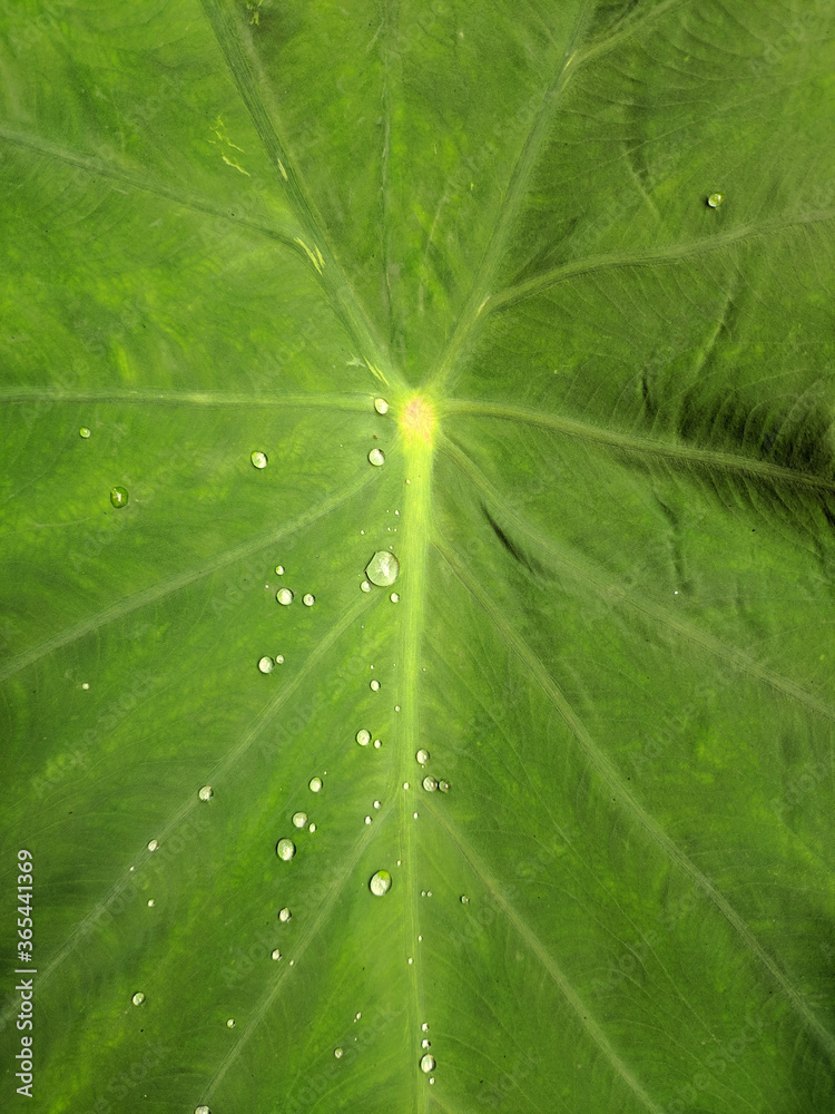 rain drops on the green leaf after the rain in the garden in Shanghai rain drops on the green leaf after the rain in the garden in Shanghai