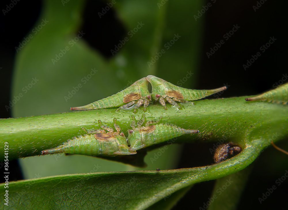 The child of the leafhopper Catch on the leaf stalk