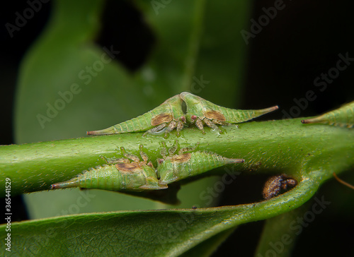 The child of the leafhopper Catch on the leaf stalk