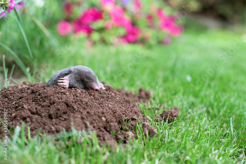 A mole has emerged on the surface of the soil in a flower garden