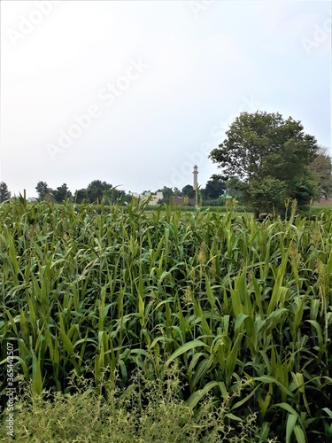 this is a green field