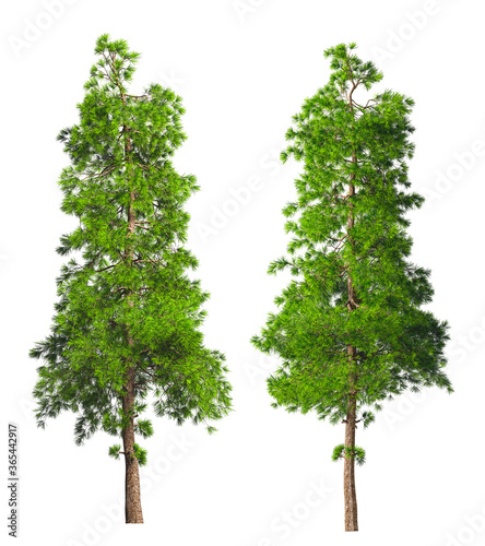 Two evergreen tall coniferous pine trees on a white isolated background on a high resolution. 3D stock illustration.