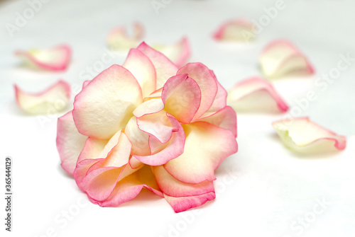 delicate color rose flower with petals on a white background