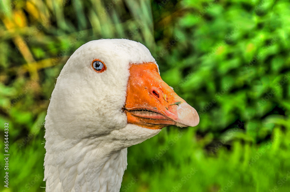 Close-up of the face of a white goose with orange beak and blue eyes against a green background