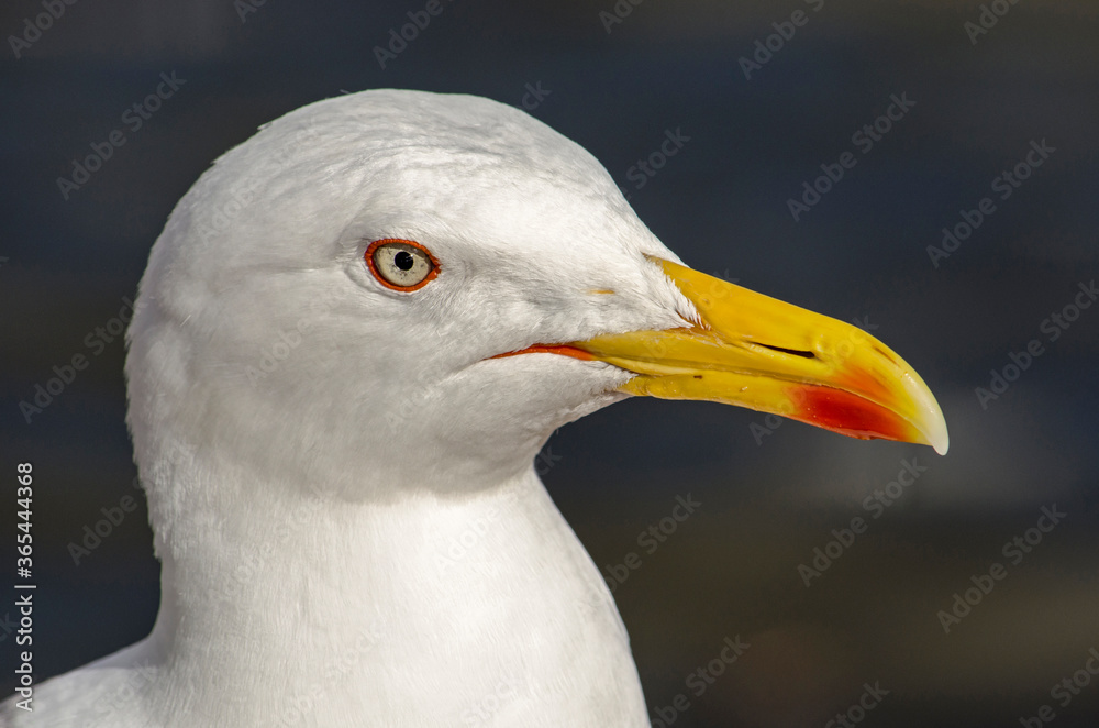 Close up of the face of a seagull with white feathers, and mostly yellow beak against a dark background Close up of the face of a seagull with white feathers, and mostly yellow beak against a dark background