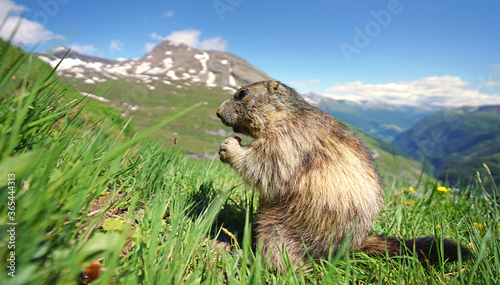 Alpenlandschaft mit Murmeltier © Jenny Sturm