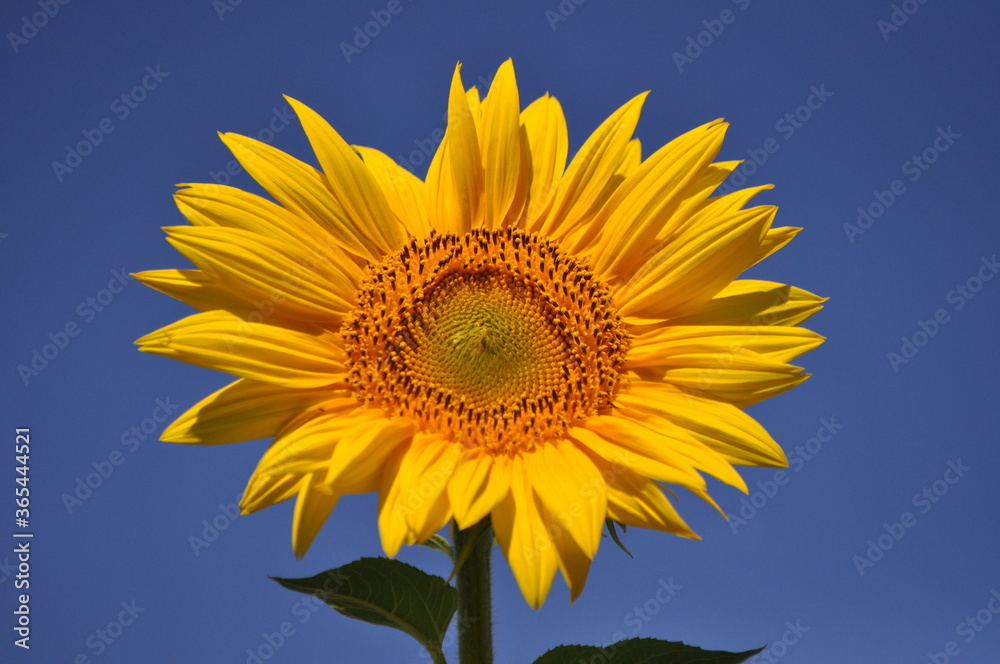 Obraz premium sunflower on blue sky background