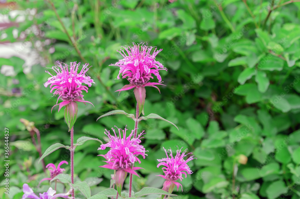 Monarda or wild bergamot. Lilac flowers in the summer garden. Monarda or wild bergamot. Lilac flowers in the summer garden.