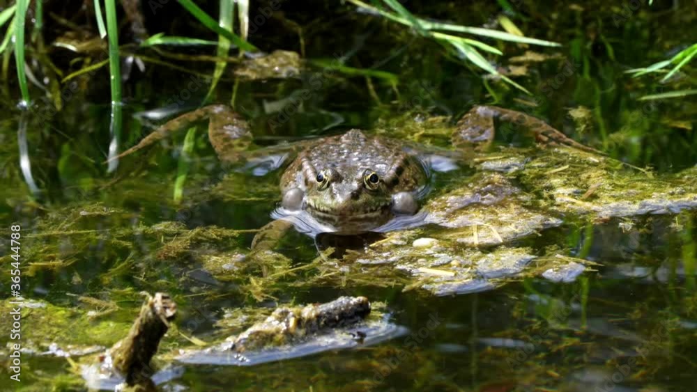 Common frog, Rana temporaria, single reptile croaking in water, also known as the European common frog or European grass frog, is a semi-aquatic amphibian of the family Ranidae Common frog, Rana temporaria, single reptile croaking in water, also known as the European common frog or European grass frog, is a semi-aquatic amphibian of the family Ranidae
