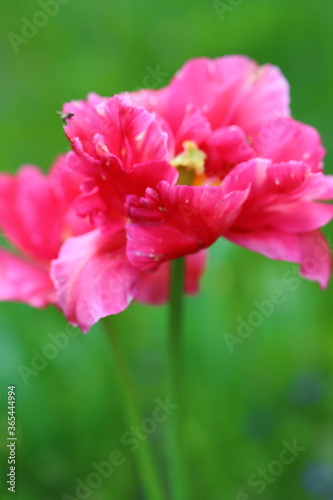 open fluffy pink Tulip close up on a blurry background for a postcard