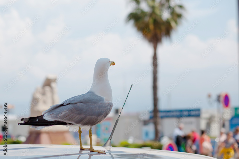 seagull on the roof of the car in the port