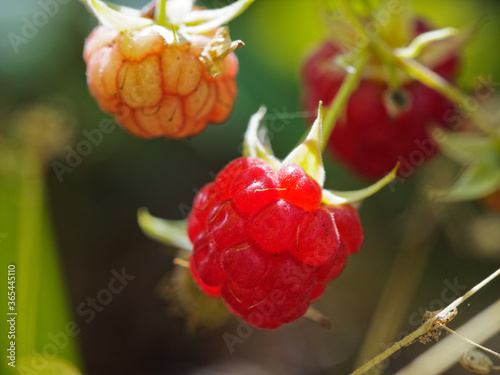 Ripe and unripe berry of Red raspberry