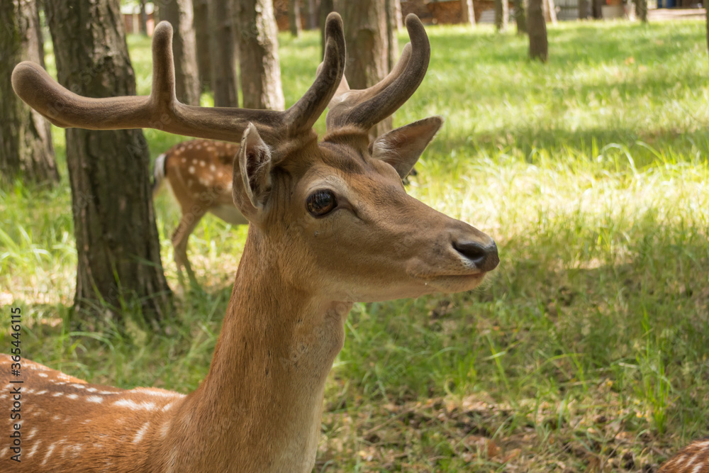 ein junger Damhirsch im Wald ein junger Damhirsch im Wald