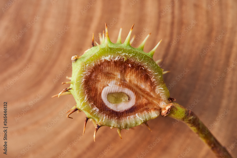 Sliced Green fruit of wild chestnut on a wooden slice. Close-up. With copy space. Sliced Green fruit of wild chestnut on a wooden slice. Close-up. With copy space.