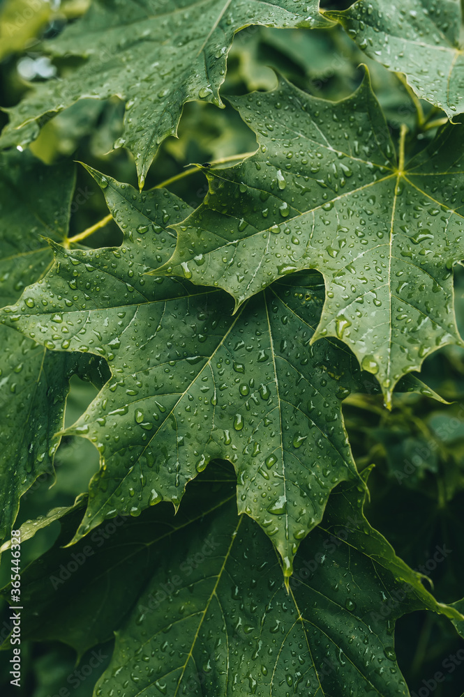 Green maple leaf closeup with rain drops after rain. Fresh leaves of maple tree.