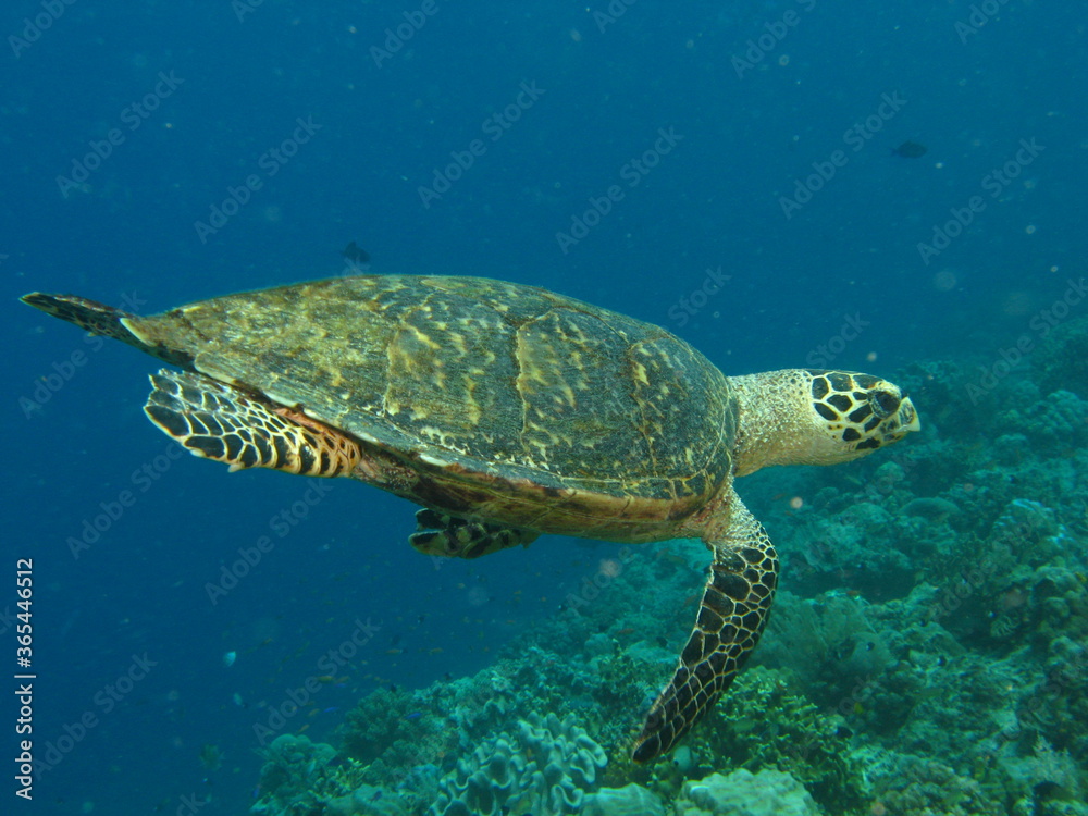 Fototapeta premium beautiful turtle under the sea, marine life