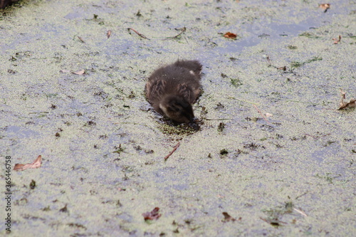duckling