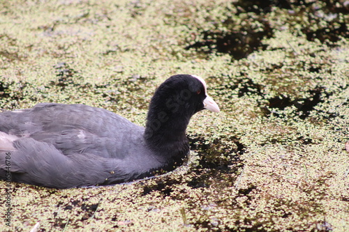 coot