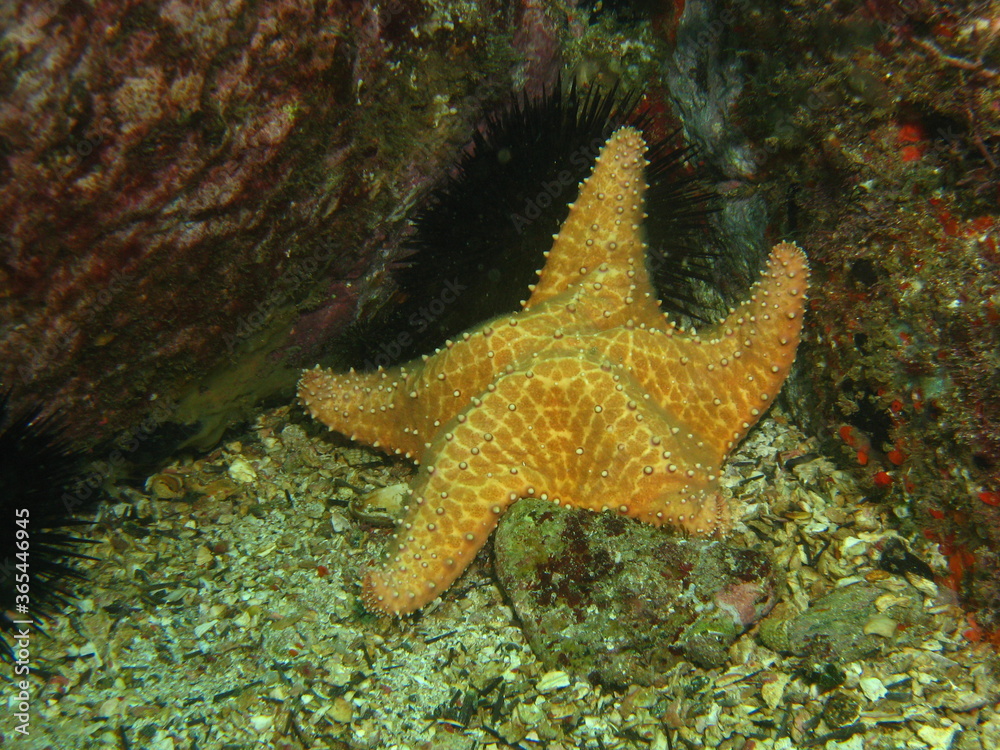 beautiful star under the sea, marine life beautiful star under the sea, marine life