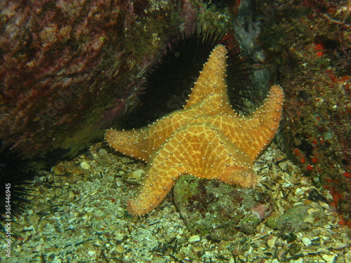 beautiful star under the sea, marine life