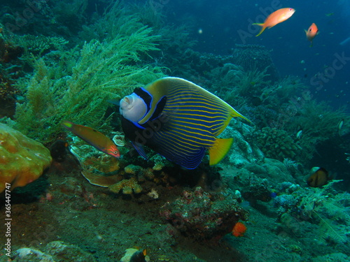 beautiful colorful fish under the sea, marine life