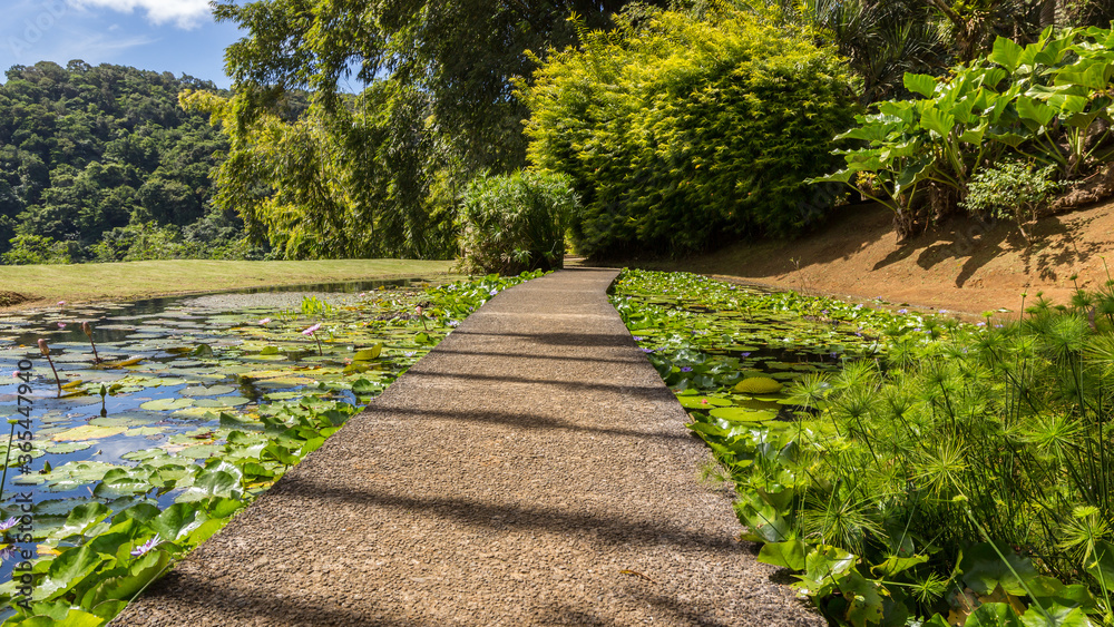 path in the middle of water lilies in the park