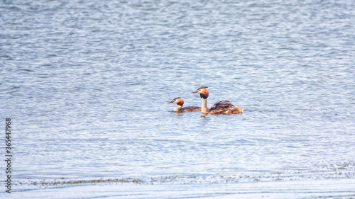 Two Water birds Great Crested Grebes swim in the lake