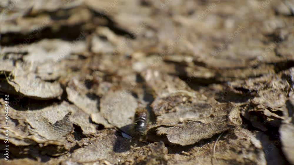 A tiny spruce bark beetle crawling on the spruce tree A tiny spruce bark beetle crawling on the spruce tree