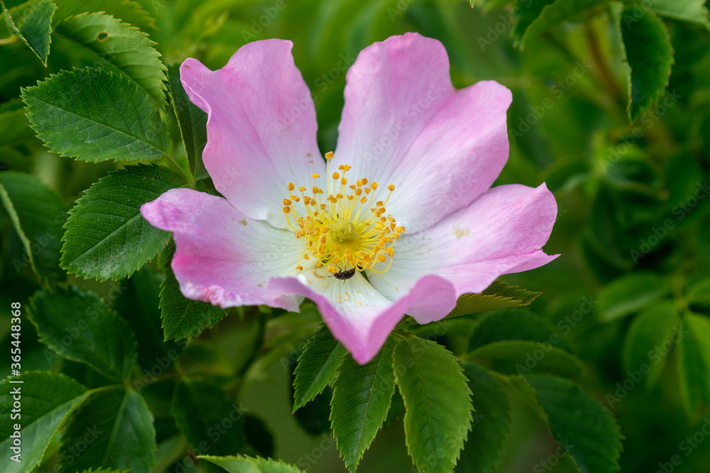 Wild rose flower from the Velebit Mountain Wild rose flower from the Velebit Mountain