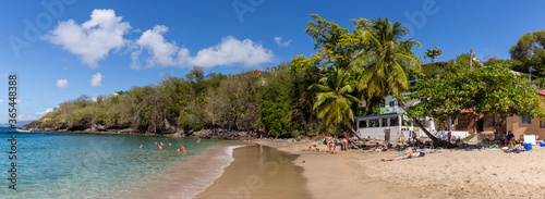 Panoramic beach with palm trees in Martinique