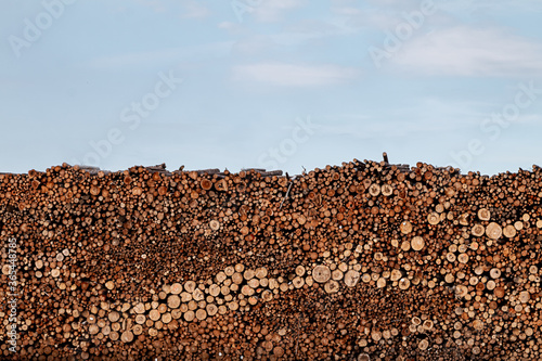 Pine timber stacked at lumber yard. Deforestation. Problems of deforestation