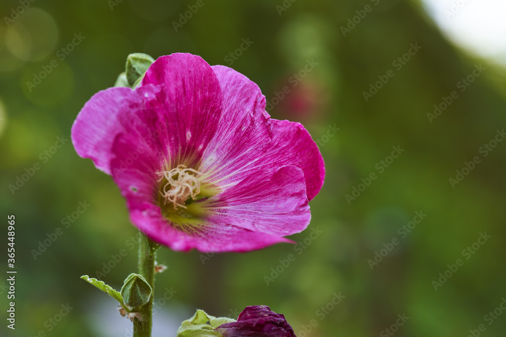 Purple flower on a green blurred background. Close-up. Purple flower on a green blurred background. Close-up.