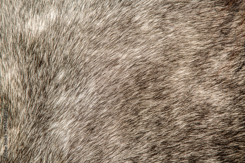 Fotografie Close-up of a pelt ,wool pony.Background animal hair