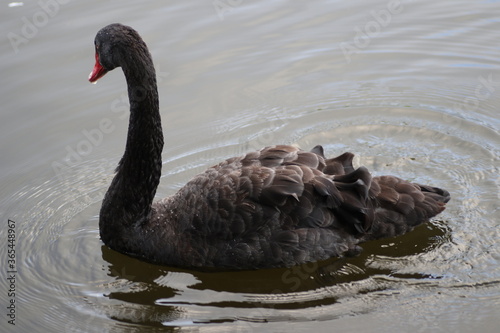 black swan swimming