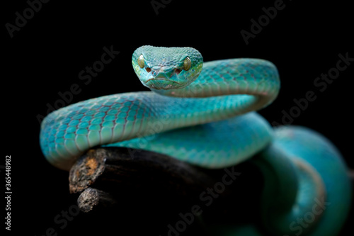 Blue viper snake on branch, viper snake ready to attack, blue insularis, animal closeup