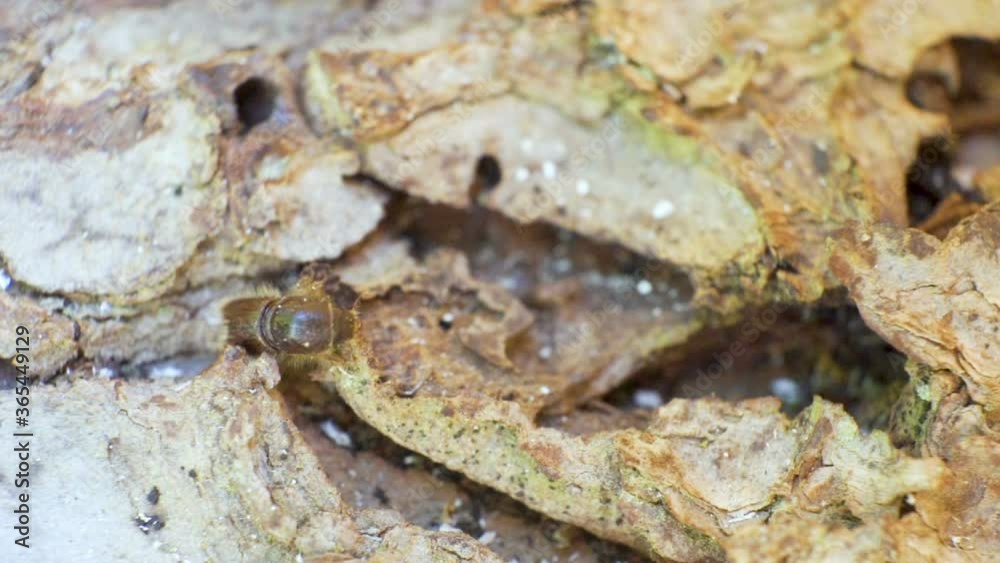 The shiny shell of the spruce bark beetle crawling The shiny shell of the spruce bark beetle crawling